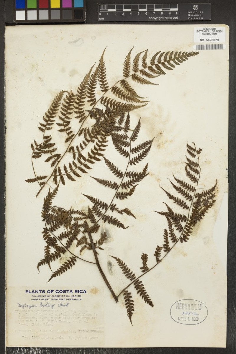 Diplazium biolleyi photo 2