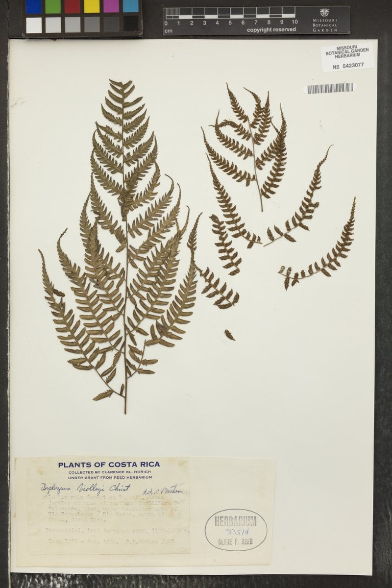 Diplazium biolleyi photo 3