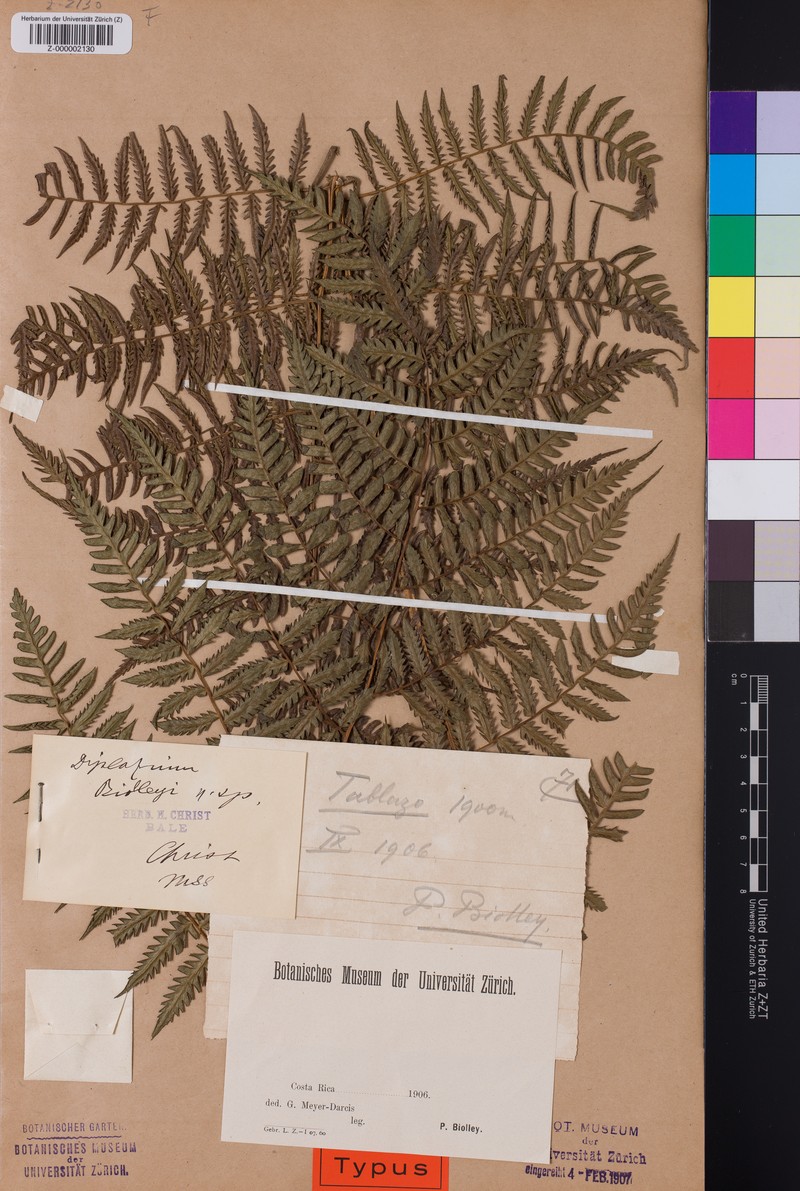 Diplazium biolleyi photo 4