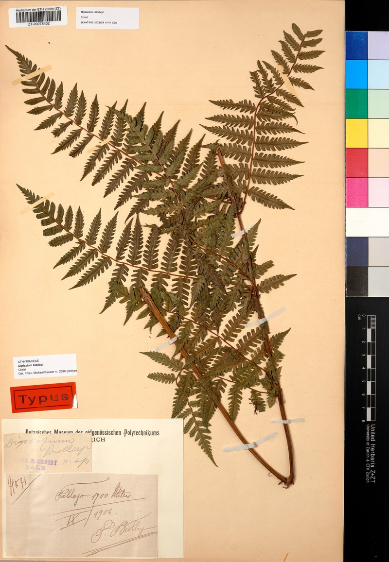 Diplazium biolleyi photo 5
