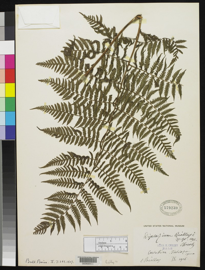 Diplazium biolleyi
