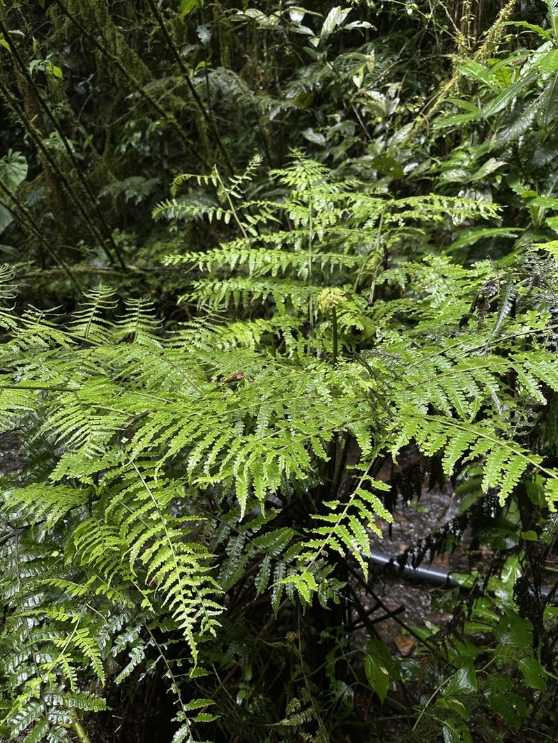 Diplazium bogotense