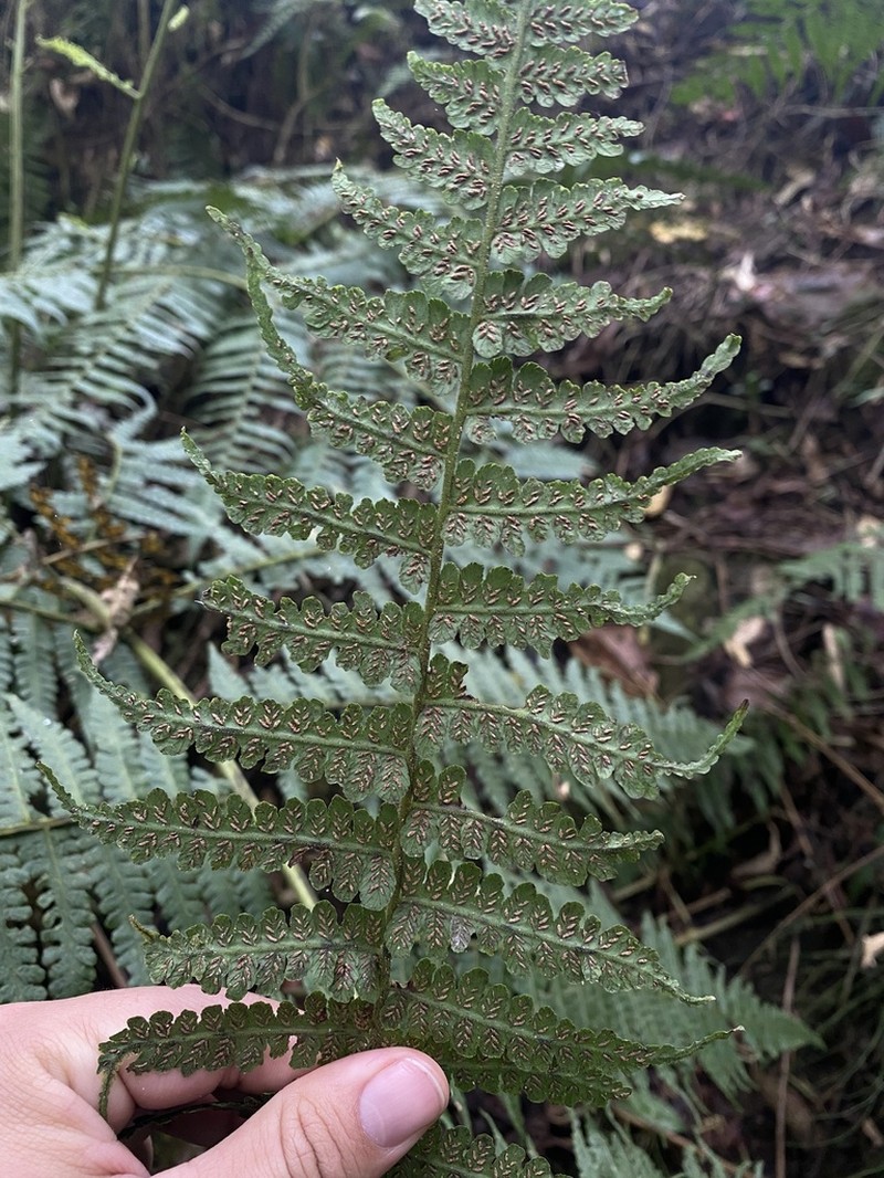 Diplazium bogotense photo 2