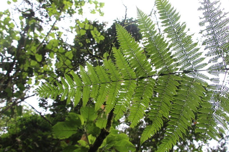 Diplazium bogotense photo 3