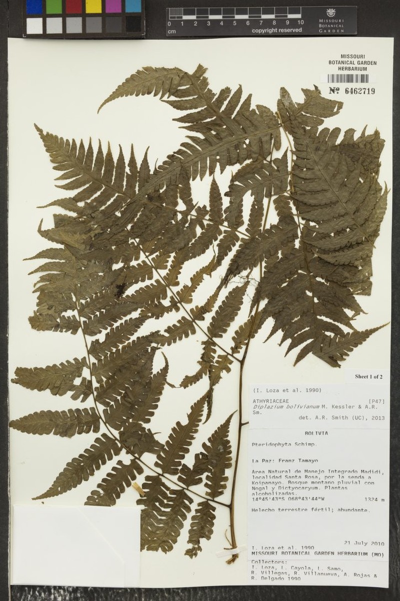 Diplazium bolivianum