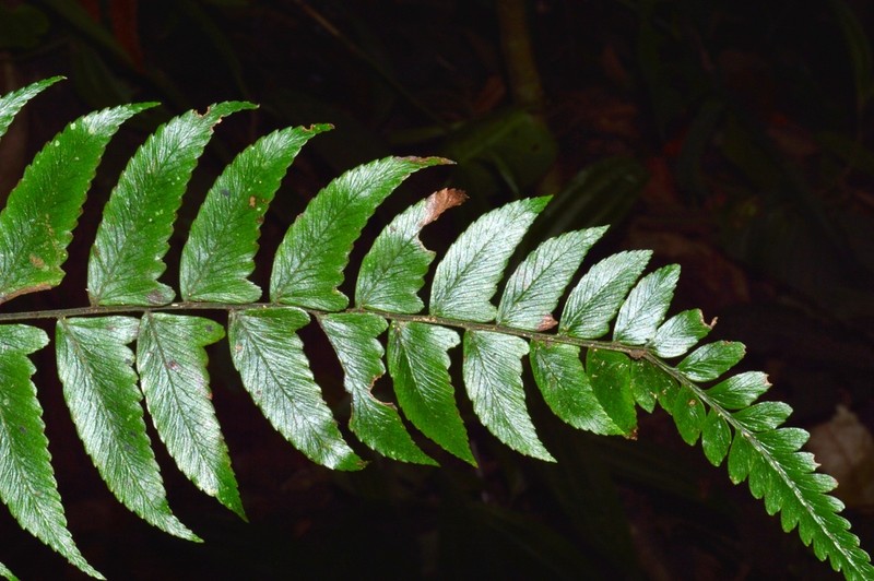 Diplazium bombonasae photo 2