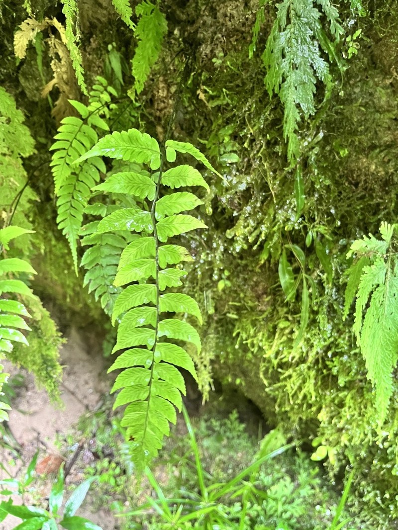 Diplazium bombonasae photo 3