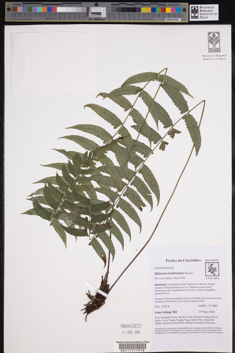 Diplazium bombonasae photo 4