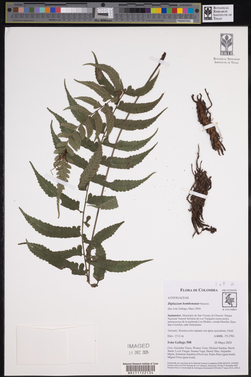 Diplazium bombonasae photo 5