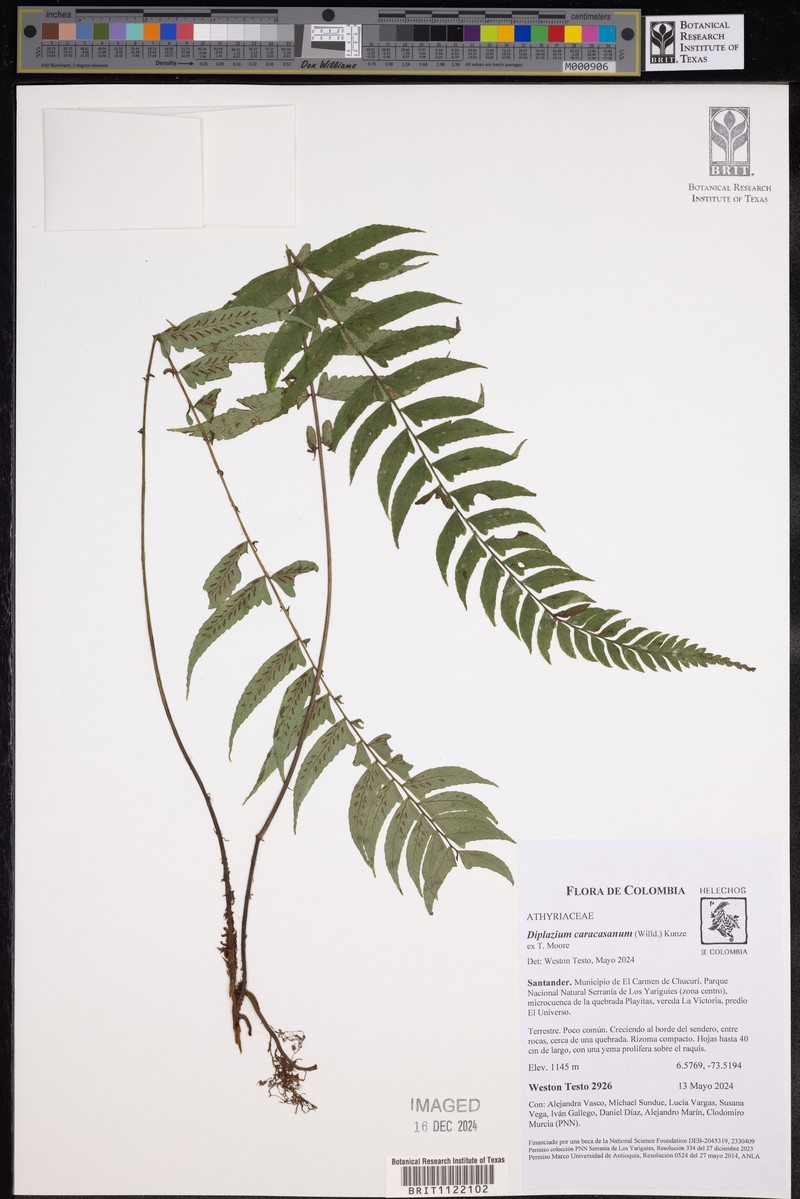Diplazium bombonasae photo 6