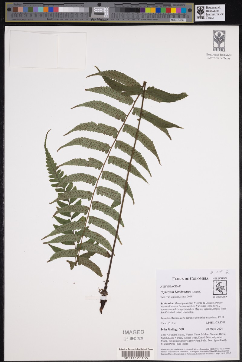 Diplazium bombonasae photo 7