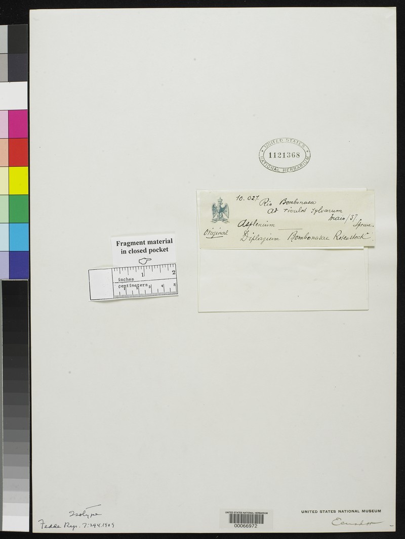 Diplazium bombonasae