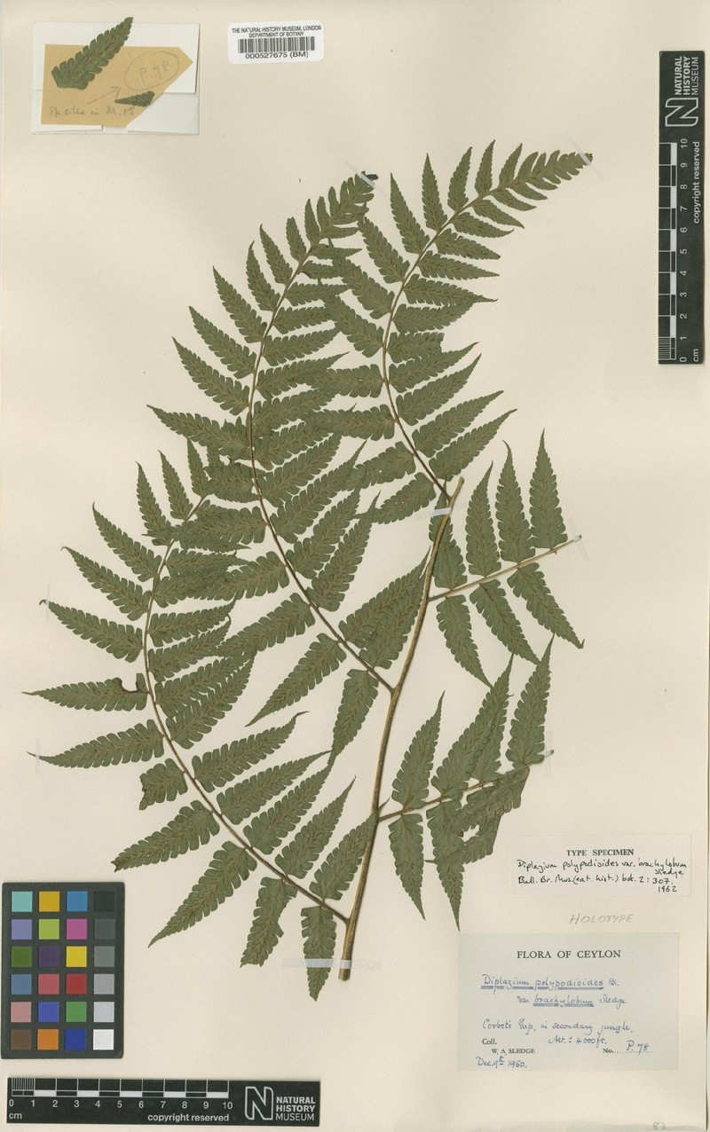 Diplazium brachylobum