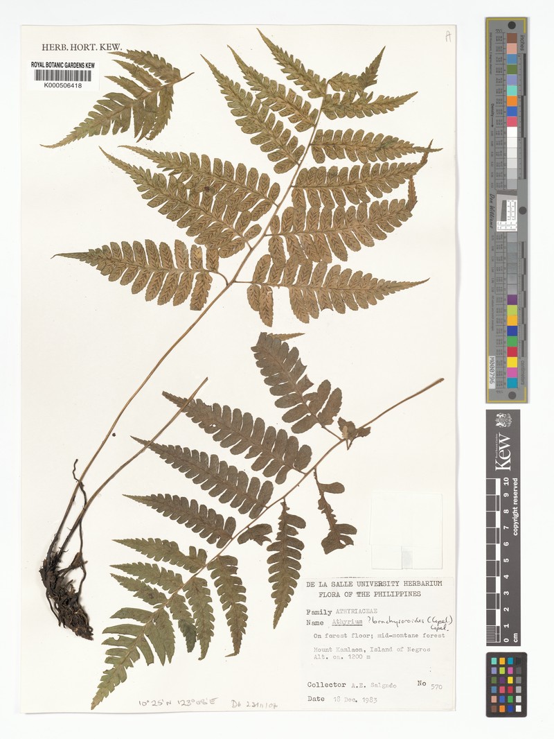 Diplazium brachysoroides photo 2