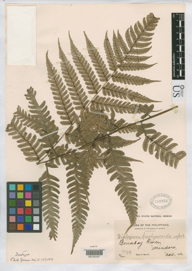 Diplazium brachysoroides