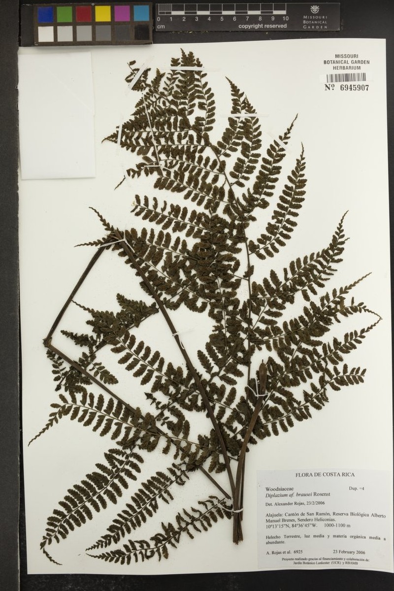 Diplazium brausei photo 2