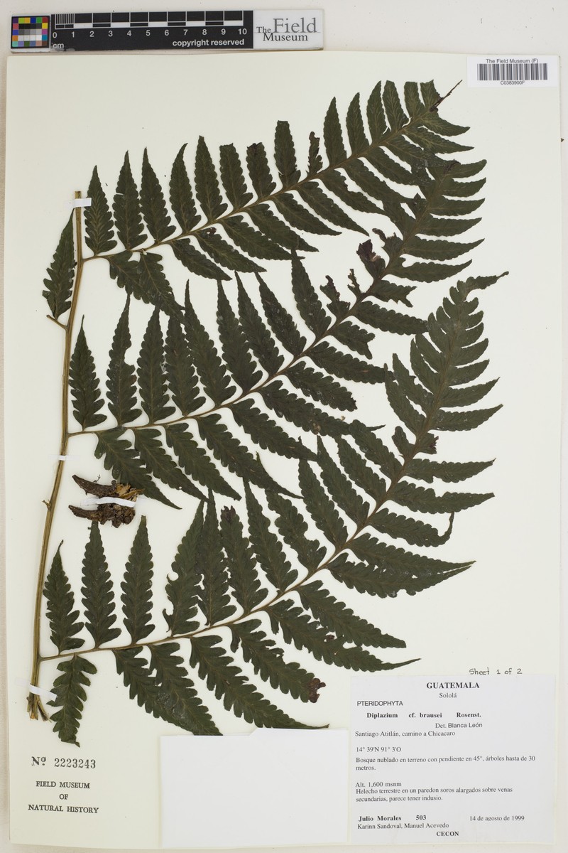 Diplazium brausei photo 3