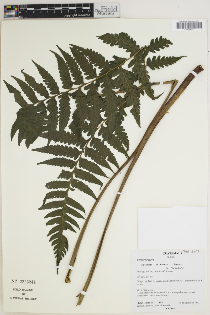 Diplazium brausei photo 4