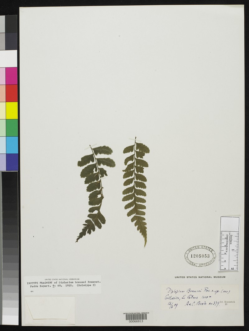 Diplazium brausei