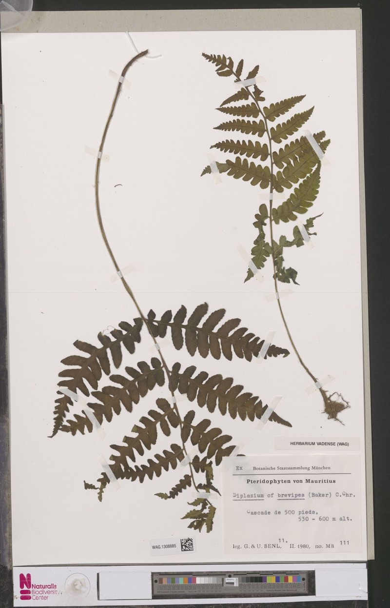 Diplazium brevipes photo 2
