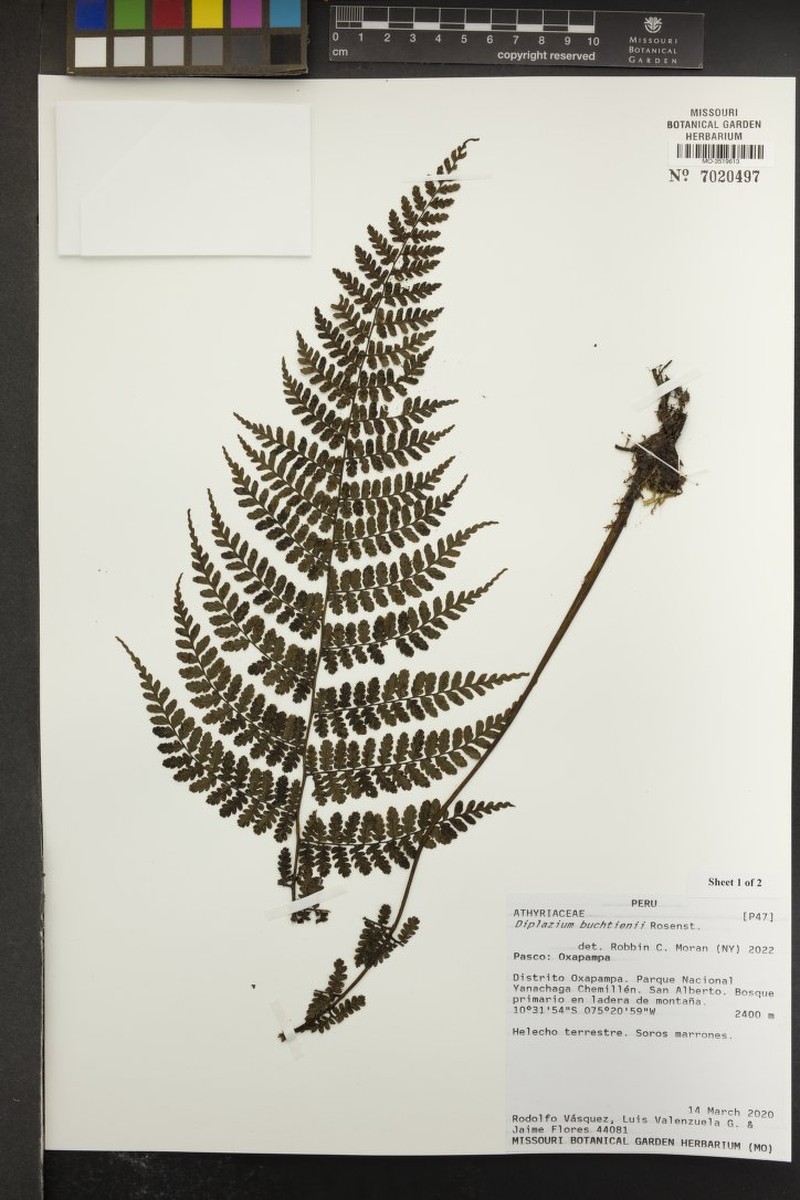 Diplazium buchtienii photo 2