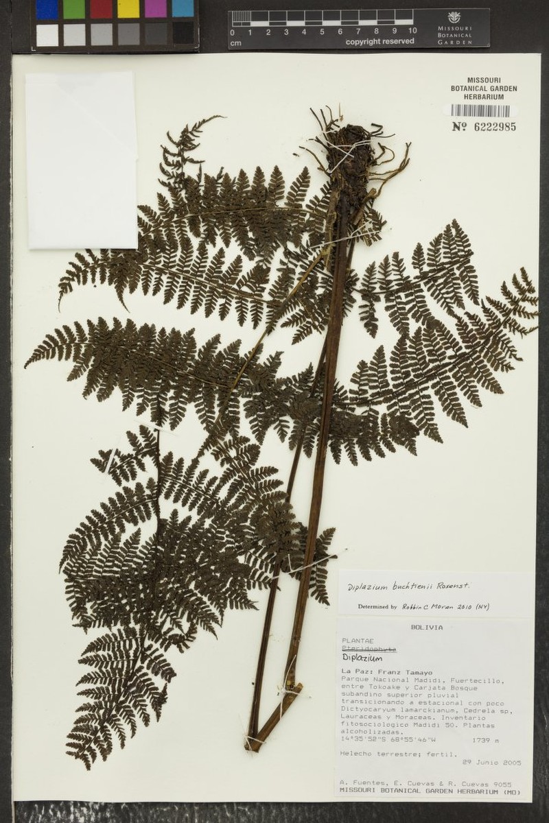 Diplazium buchtienii photo 3