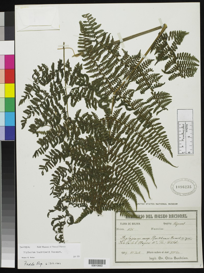 Diplazium buchtienii