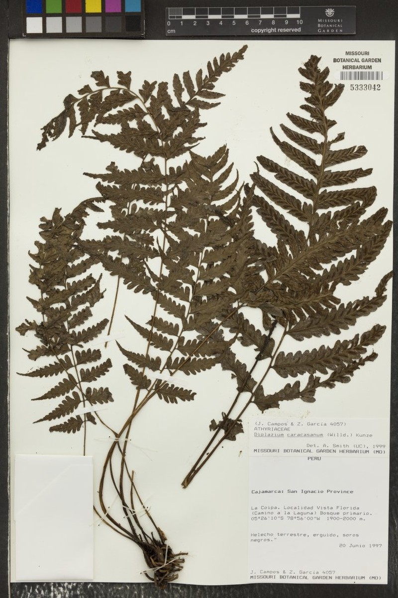 Diplazium caracasanum