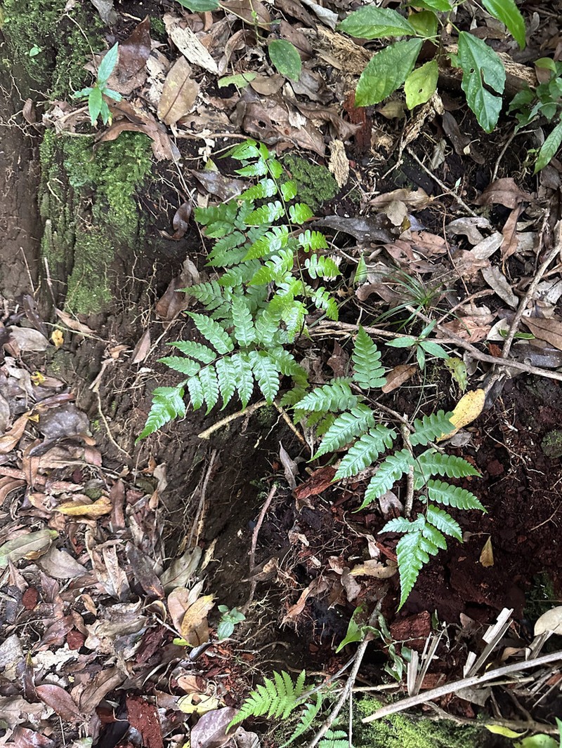 Diplazium carnosum