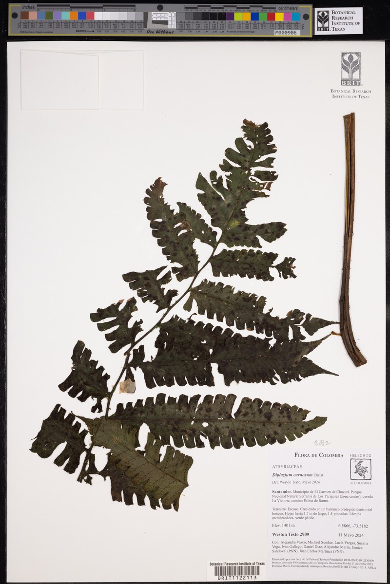Diplazium carnosum photo 2