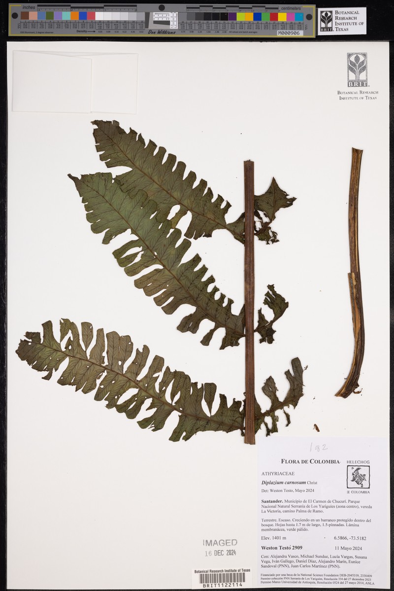 Diplazium carnosum photo 3