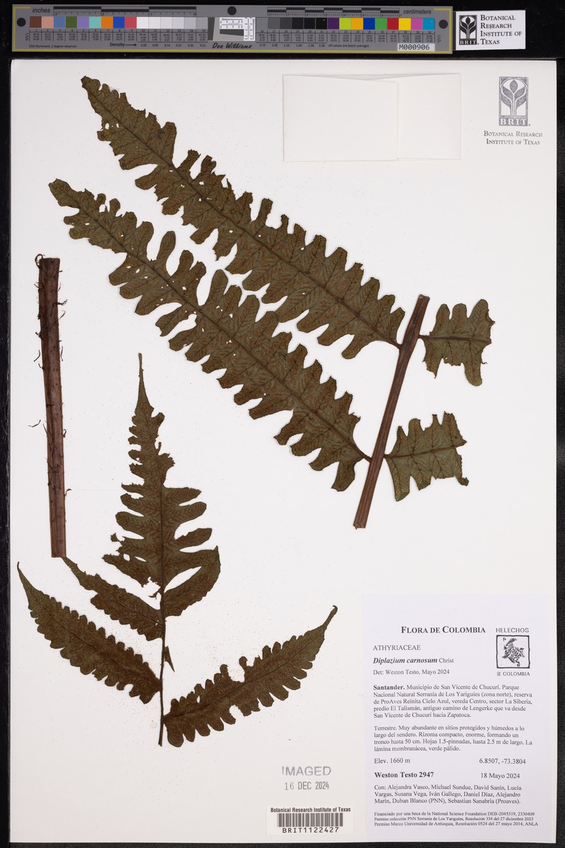 Diplazium carnosum photo 4