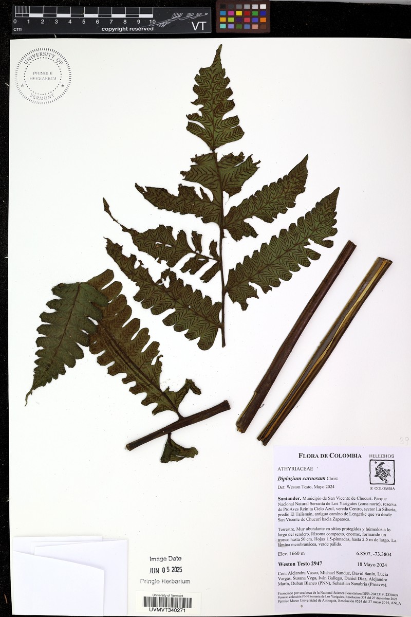 Diplazium carnosum photo 5