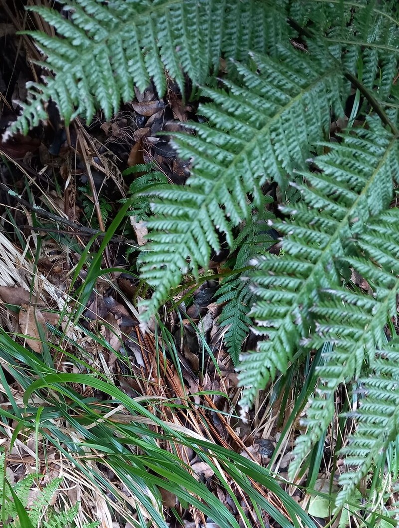 Diplazium caudatum photo 6