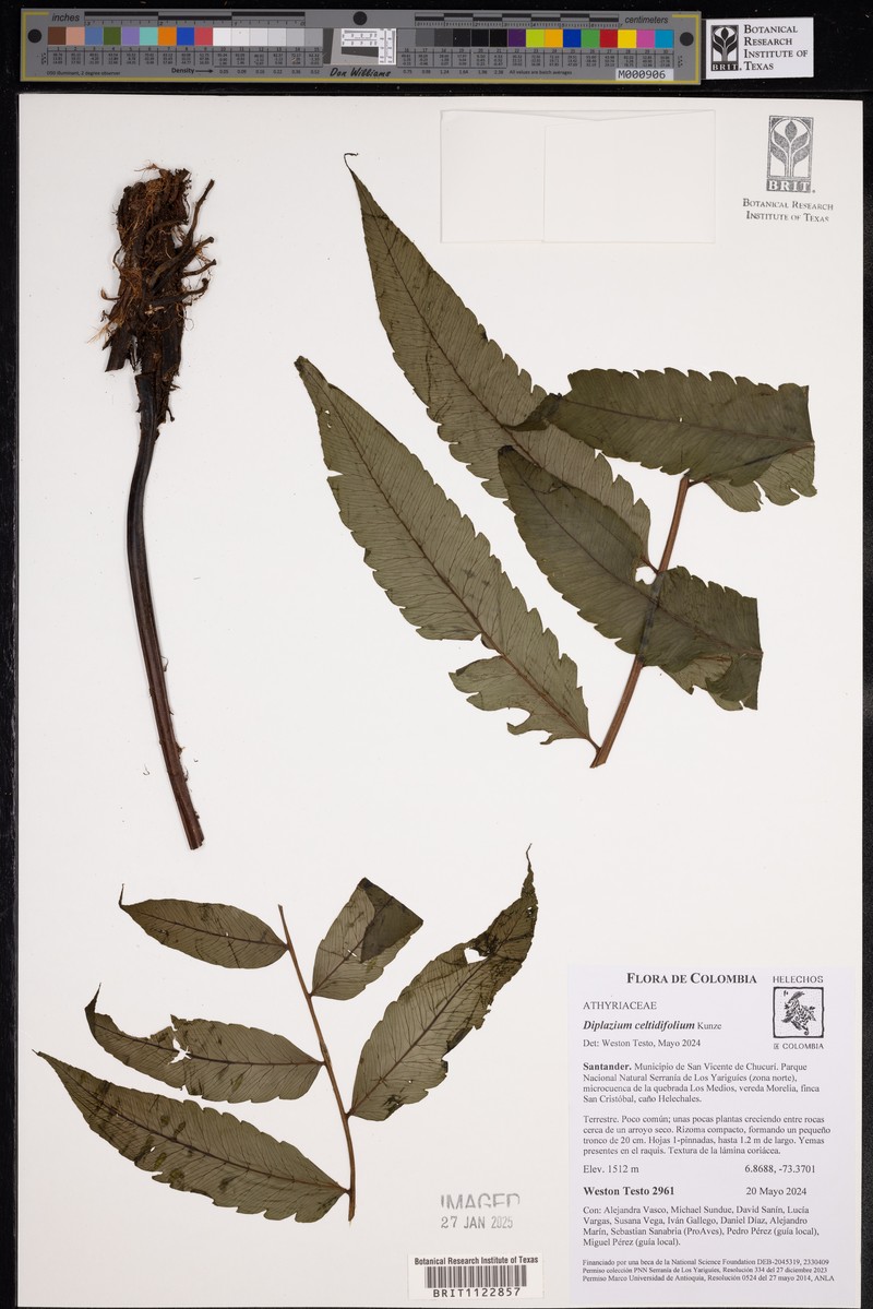 Diplazium celtidifolium