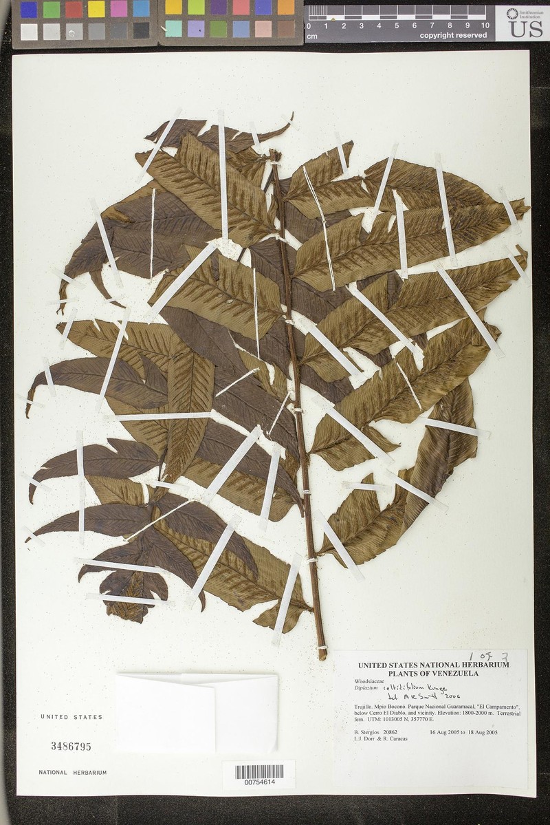 Diplazium celtidifolium photo 2