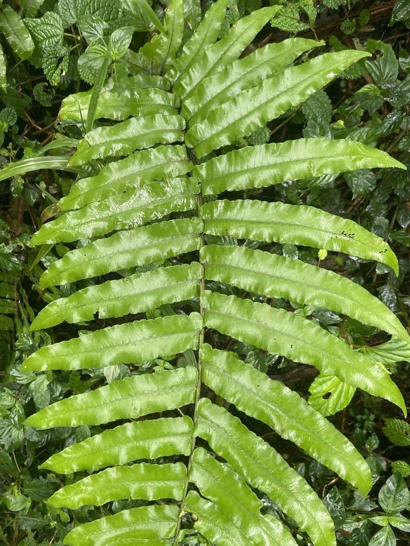 Royal Twinsorus Fern