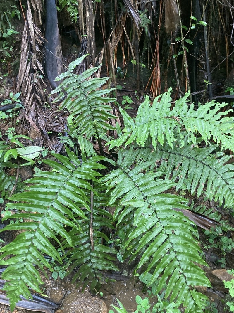 Royal Twinsorus Fern photo 2