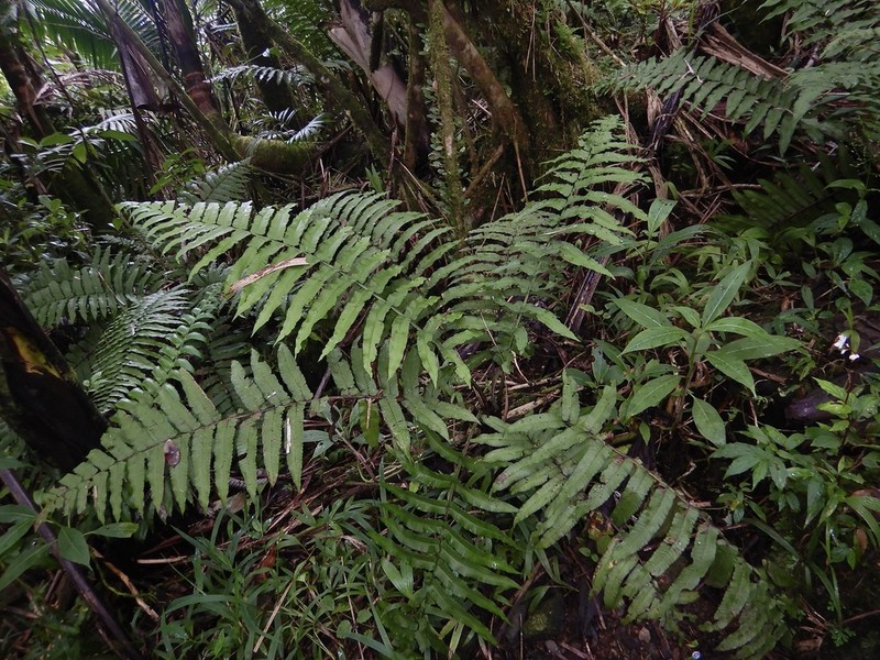 Royal Twinsorus Fern photo 3