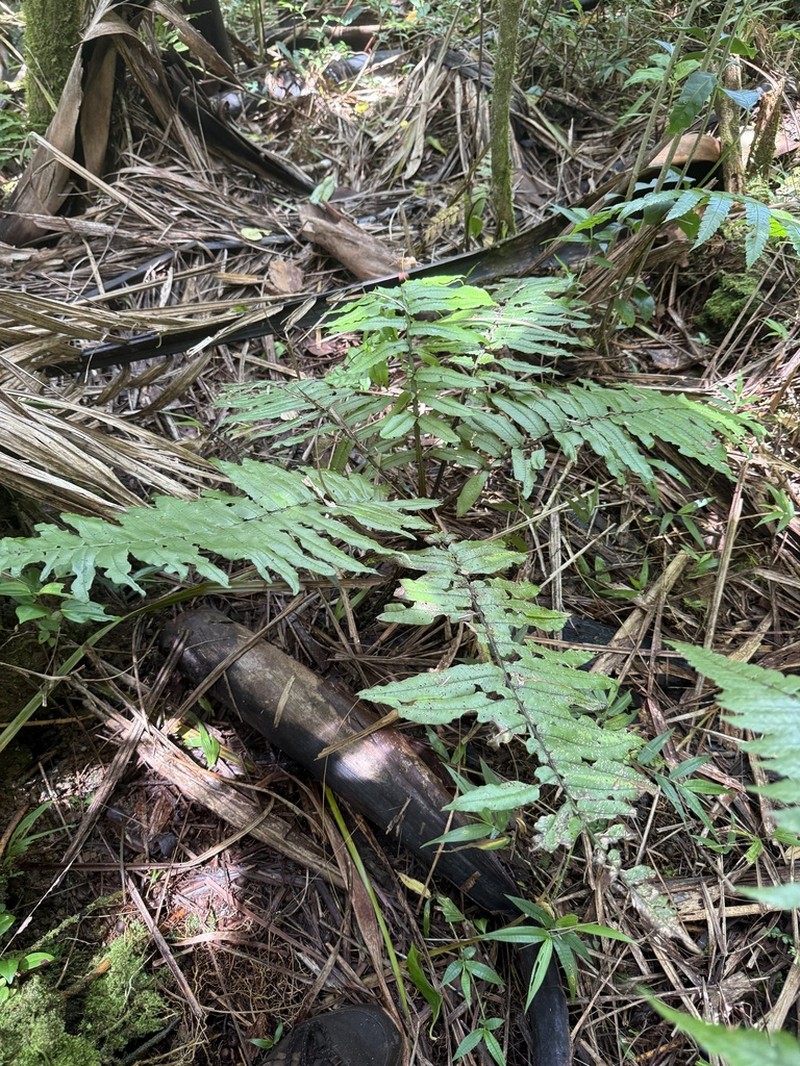 Royal Twinsorus Fern photo 4