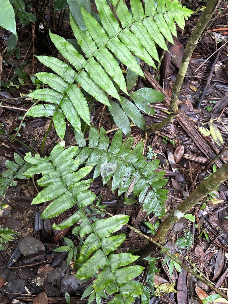 Royal Twinsorus Fern photo 5