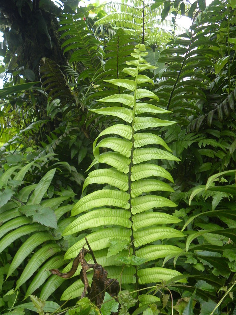Royal Twinsorus Fern photo 6