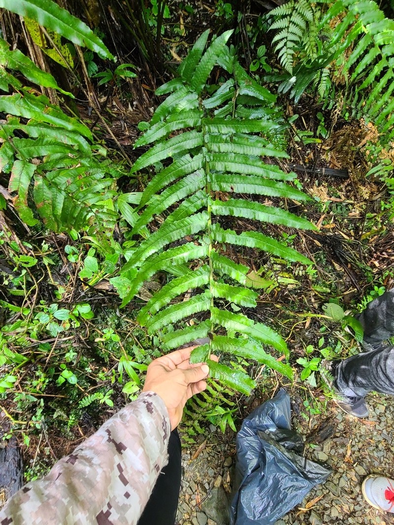Royal Twinsorus Fern photo 7
