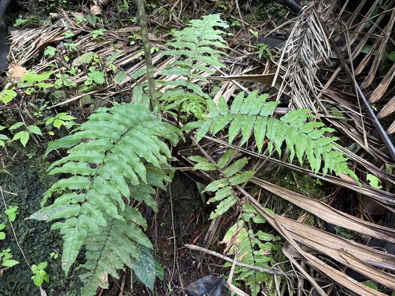 Royal Twinsorus Fern photo 8