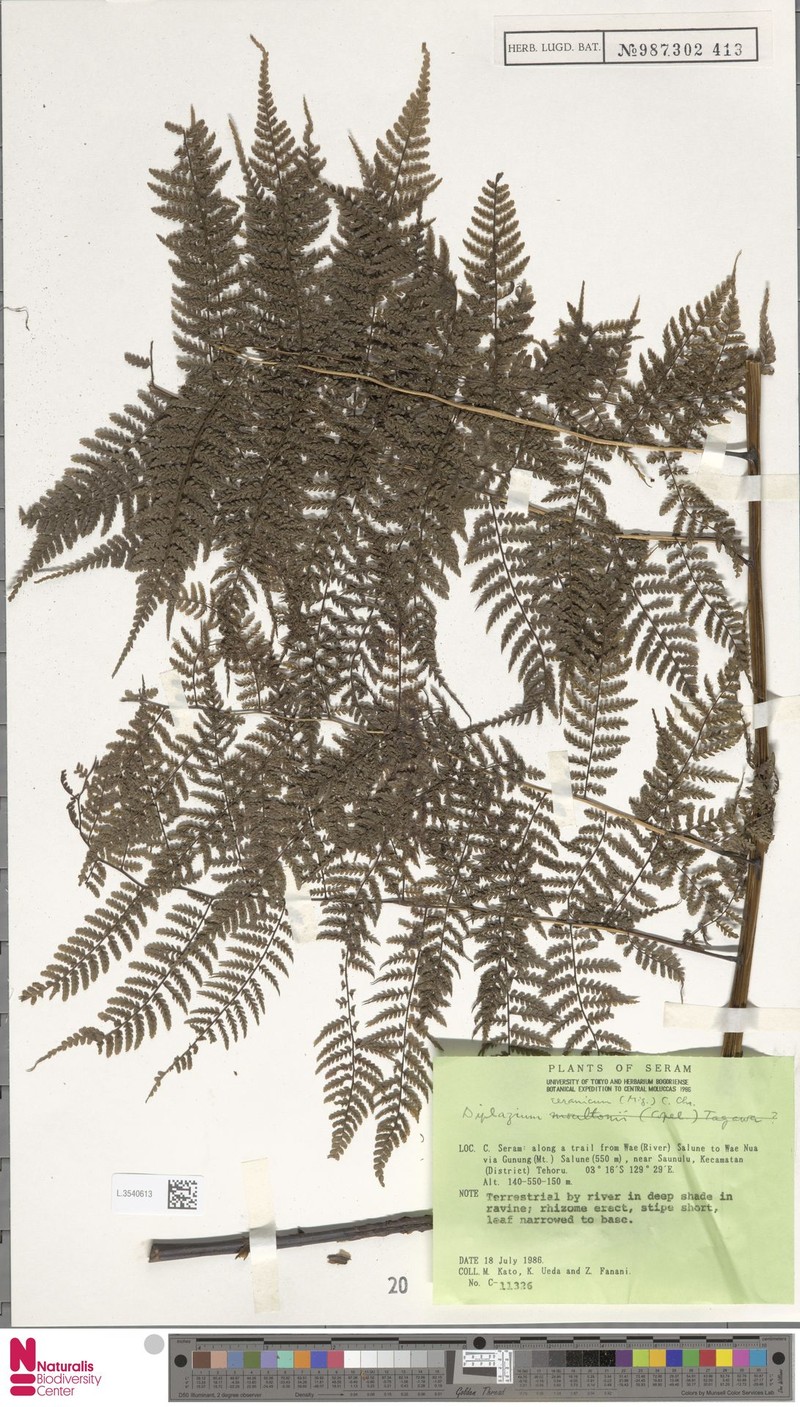 Diplazium ceramicum