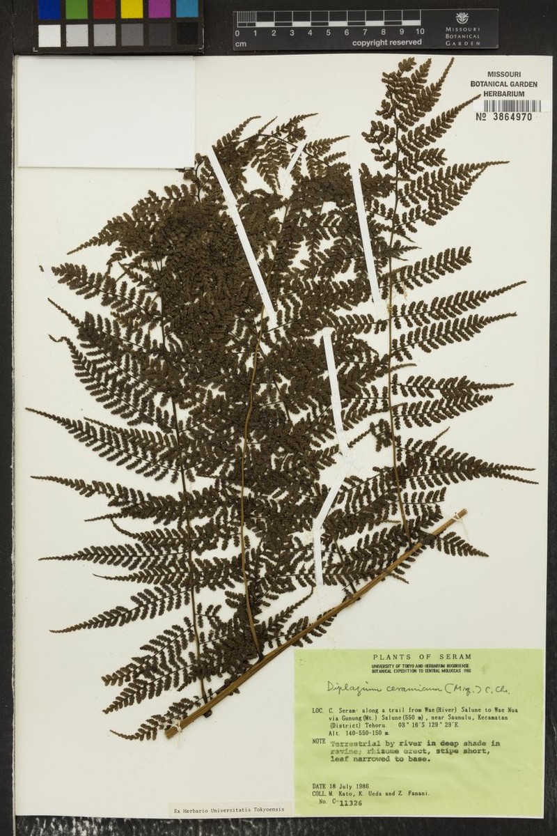 Diplazium ceramicum photo 2