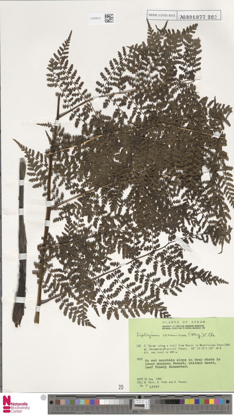 Diplazium ceramicum photo 3