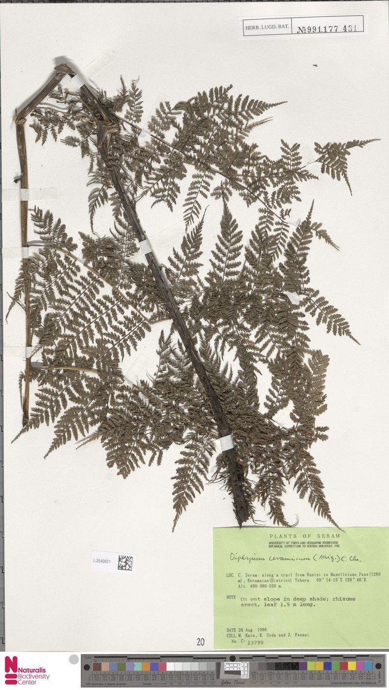 Diplazium ceramicum photo 4