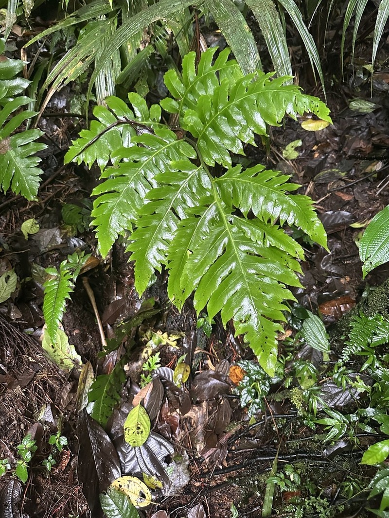 Diplazium ceratolepis