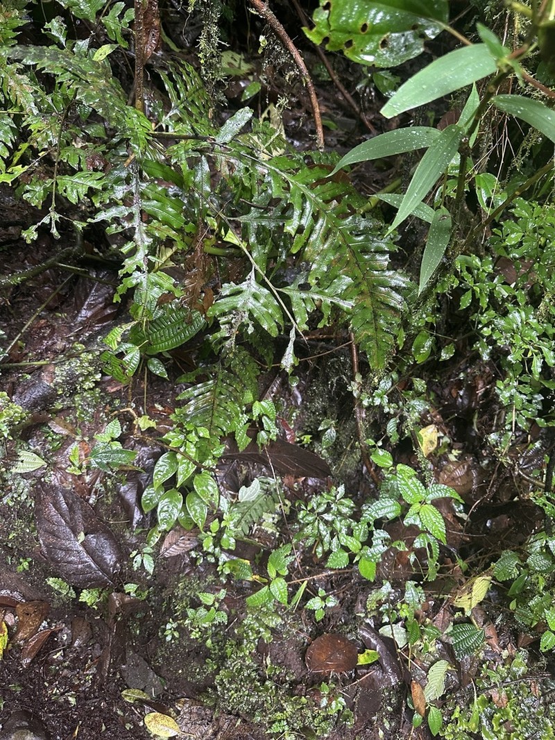 Diplazium ceratolepis photo 2